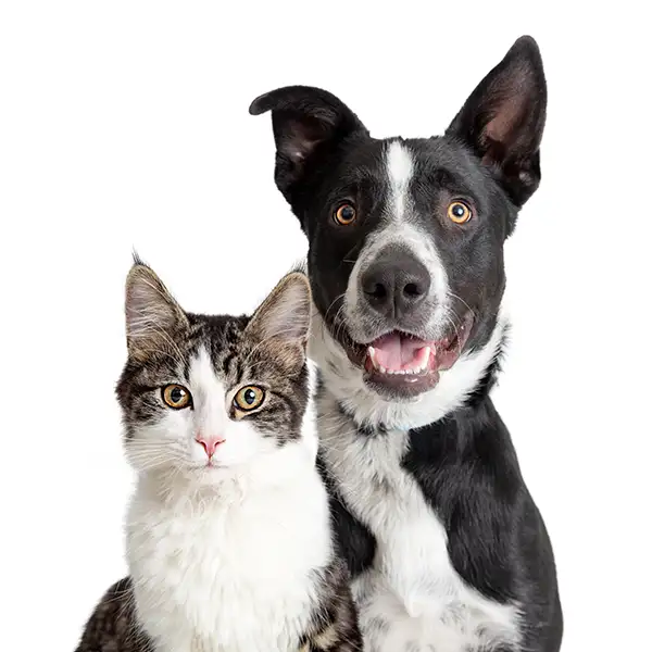 Cat and dog sitting together