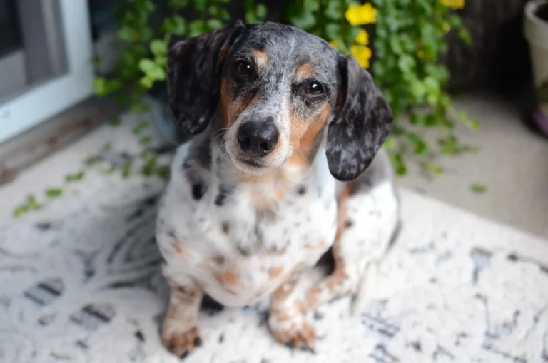 small dog in front of a plant looking up