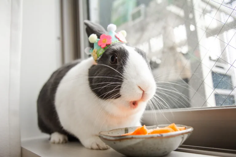 Spring Hazards For Bunnies