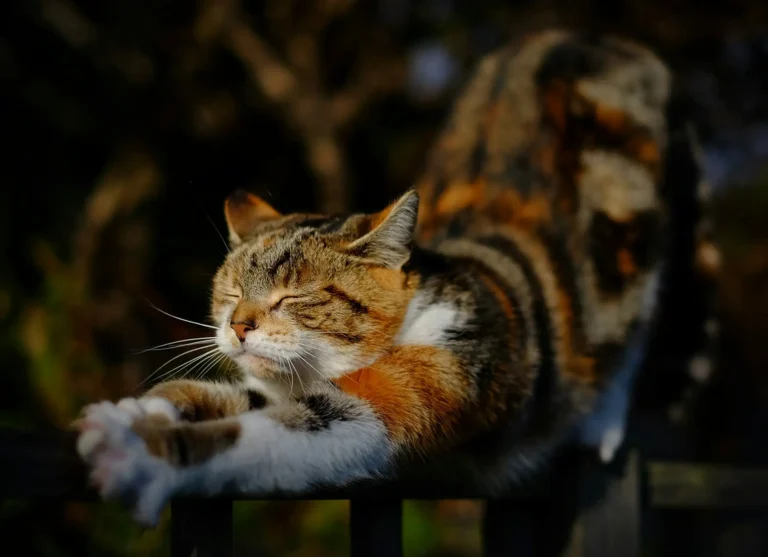 Cat stretching