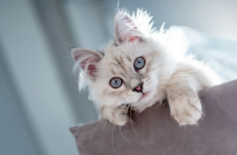Microchipping Pets: Key Information