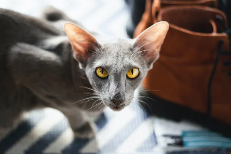 Keeping Your Kitty Happy, Healthy, And Purring