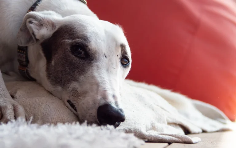 10 Early Signs of Illness in Dogs Every Pet Parent Should Know