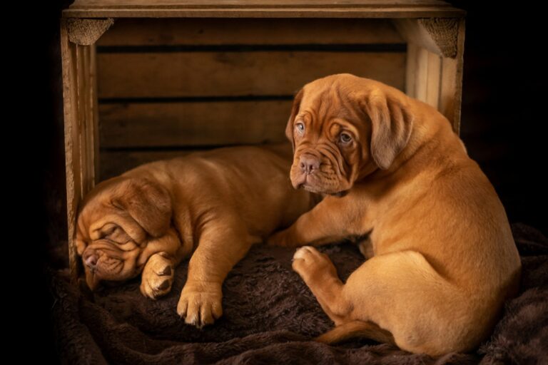 How to Keep Your Pets Safe and Cool This Summer